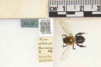 Media type: image;   Entomology 774040 Aspect: Labels